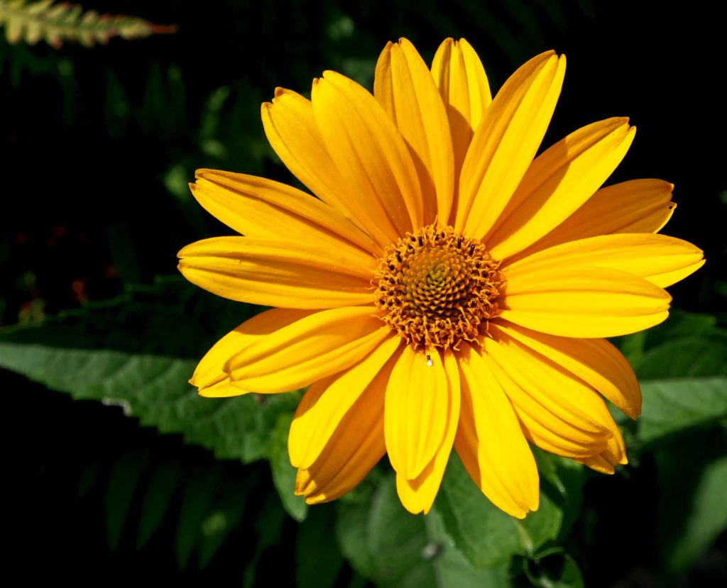 Arnika: Einer der Inhaltsstoffe von Physiorelax.