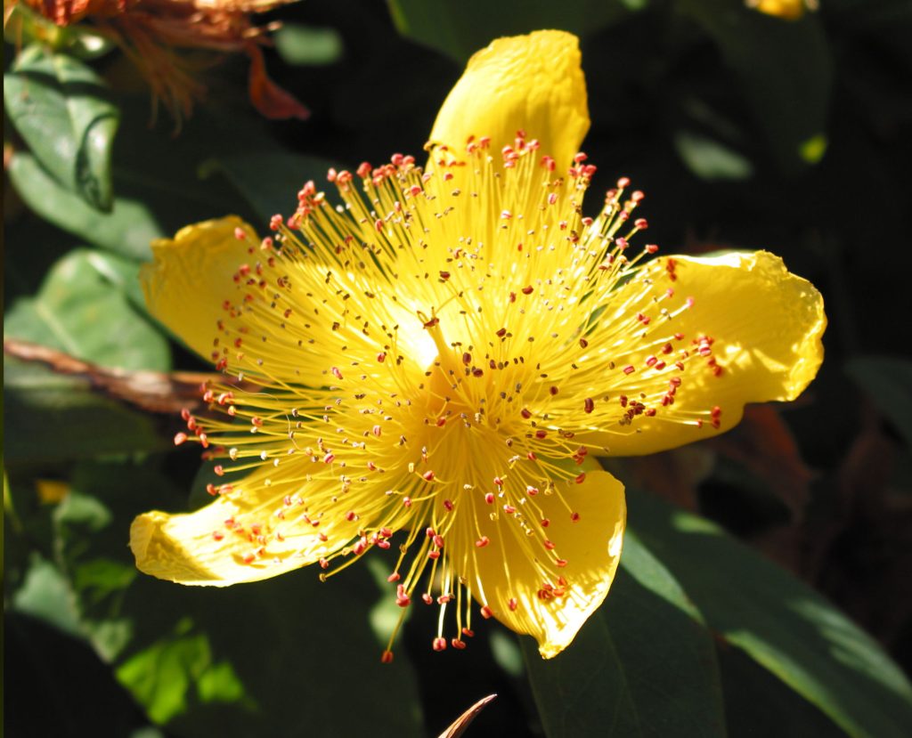 Johanniskraut: Einer der Inhaltsstoffe von Physiorelax.