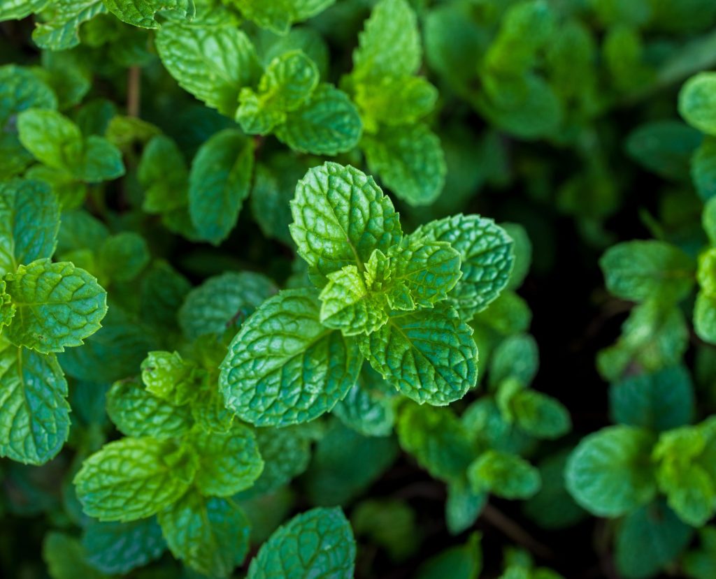 Minze mit Menthol: Einer der Inhaltsstoffe von Physiorelax.