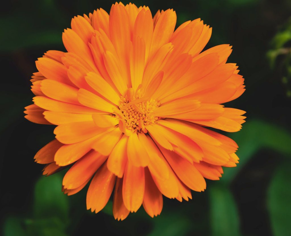 Ringelblume: Einer der Inhaltsstoffe von Physiorelax.