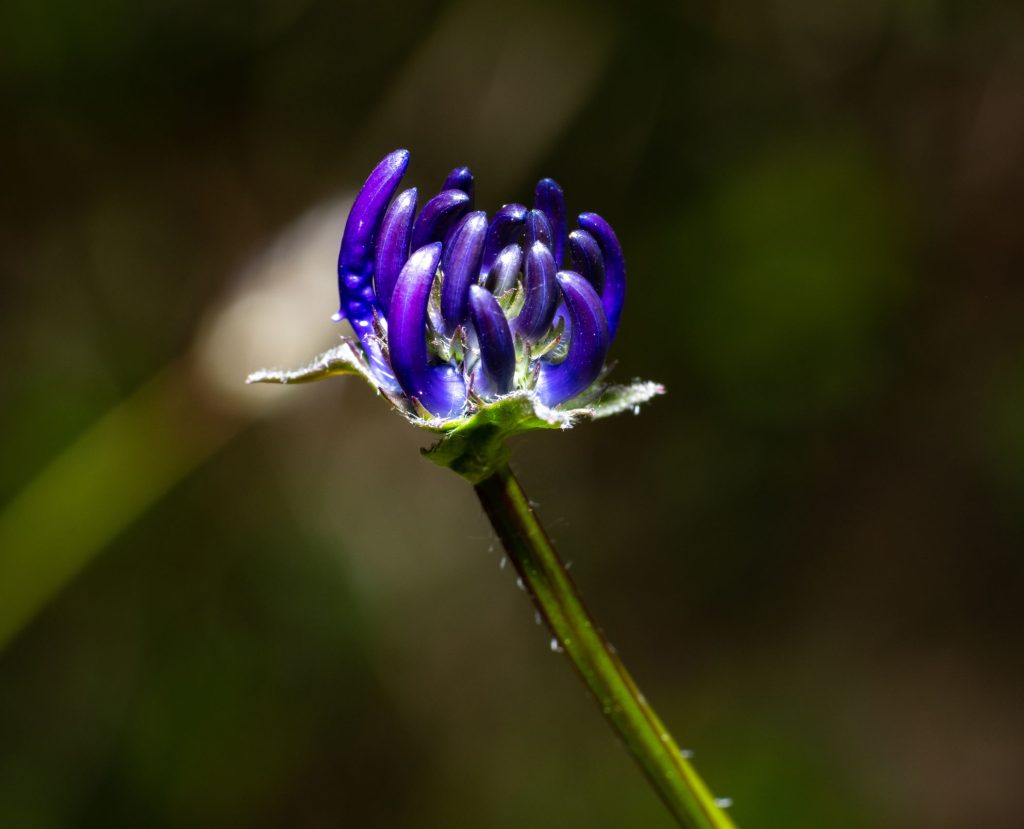 Teufelskralle: Einer der Inhaltsstoffe von Physiorelax.